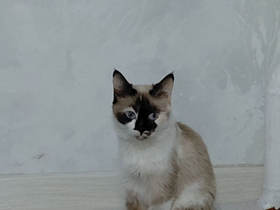 Кошки чистые 3-4 месяц