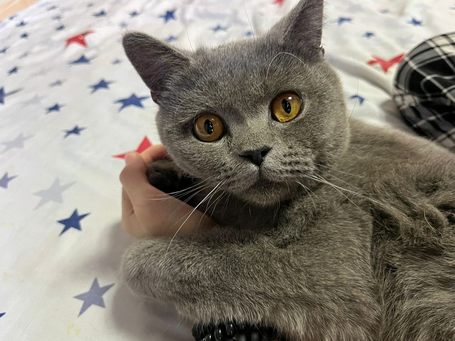 Отдам кота в хорошие р6