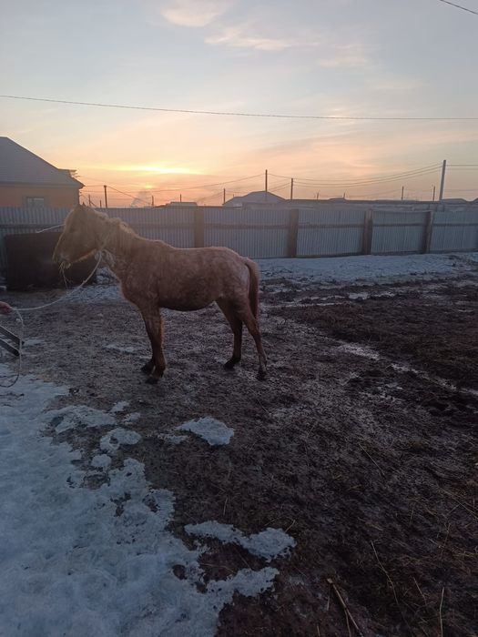 Продам баитал находится ЖД паселке