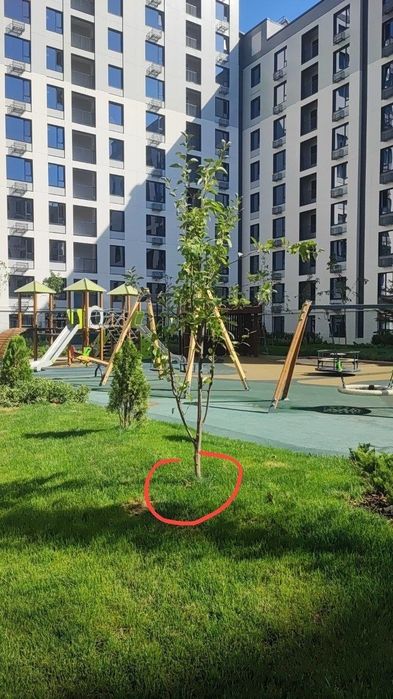 Gazon daraxtlar ekish va Dorilash xizmari