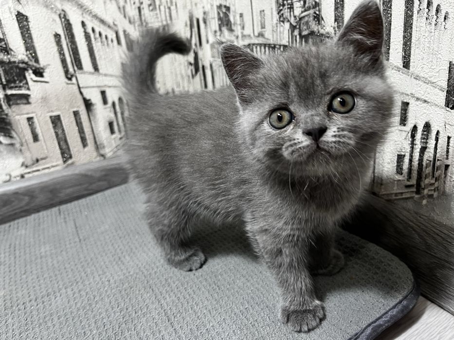 Котята голубые британские
