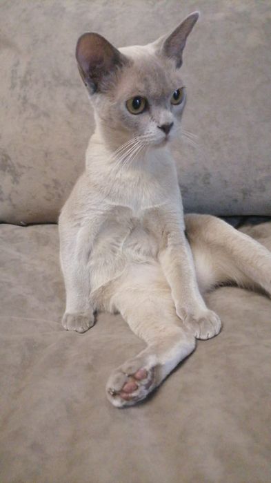 Продам Бурма котик