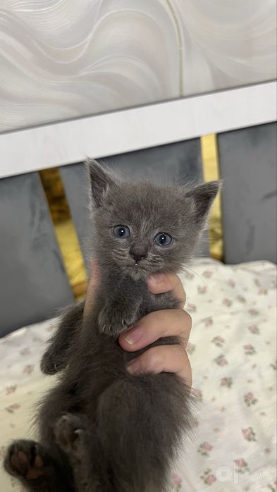 Котенок продается