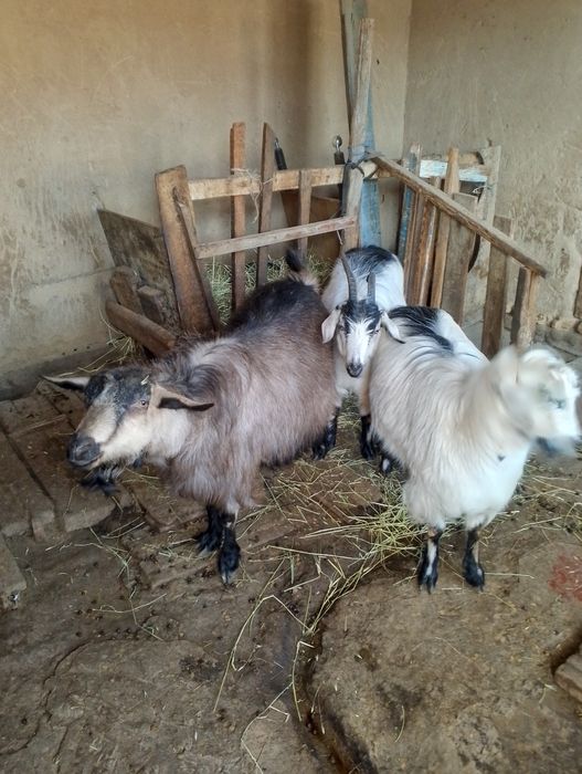 Продаются козы, коза беременная  и двое козлят