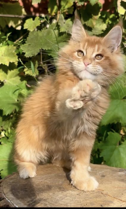 Котенок Мейн-кун мальчик