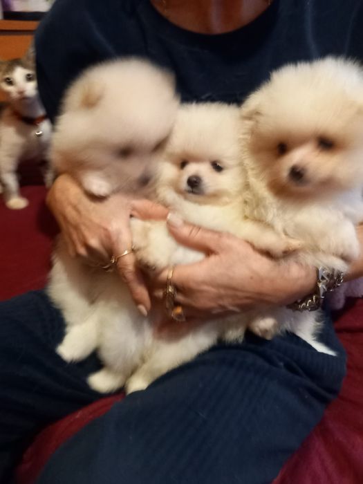 Продавам малки мини померани