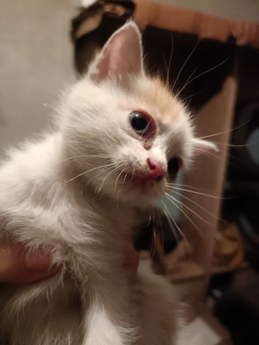 Котятки в добрые ручки