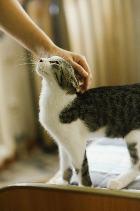 Котенок мальчик в поиске дома