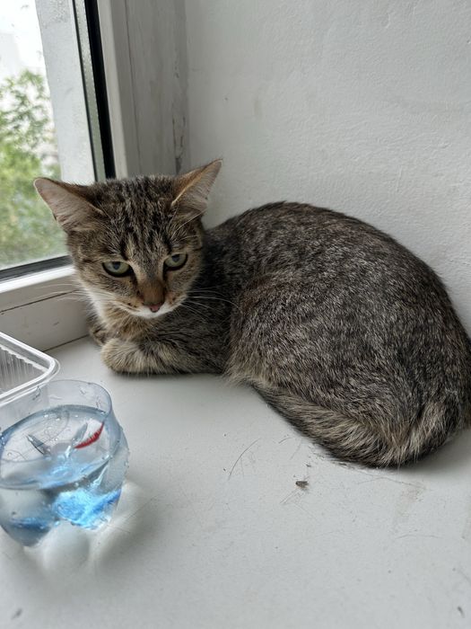 Котик ищет дом, Астана