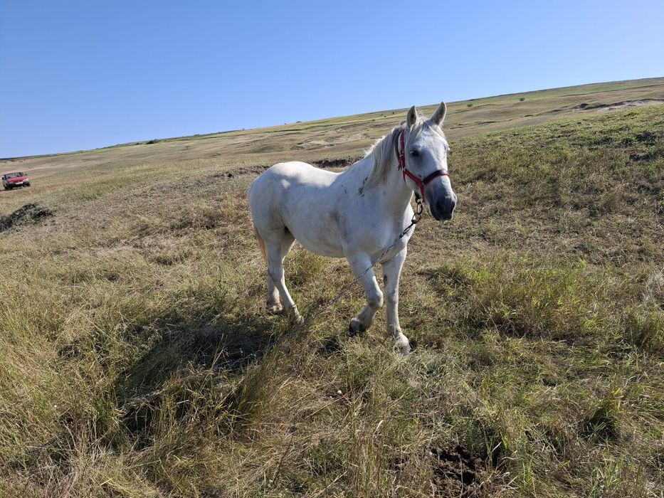 Iapă semigreu românesc