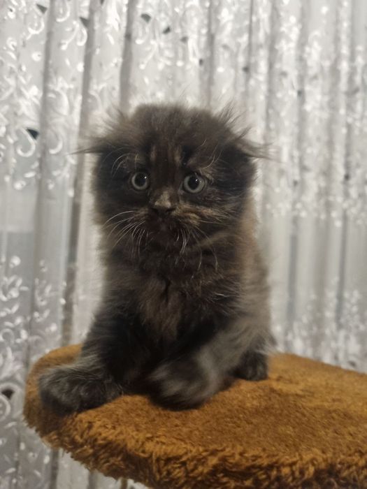 Шотландский вислоухие