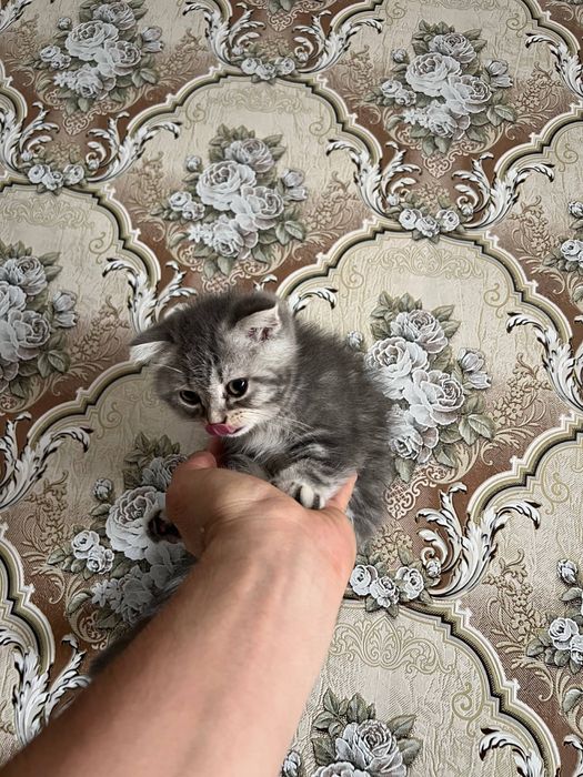 Продоется котенок