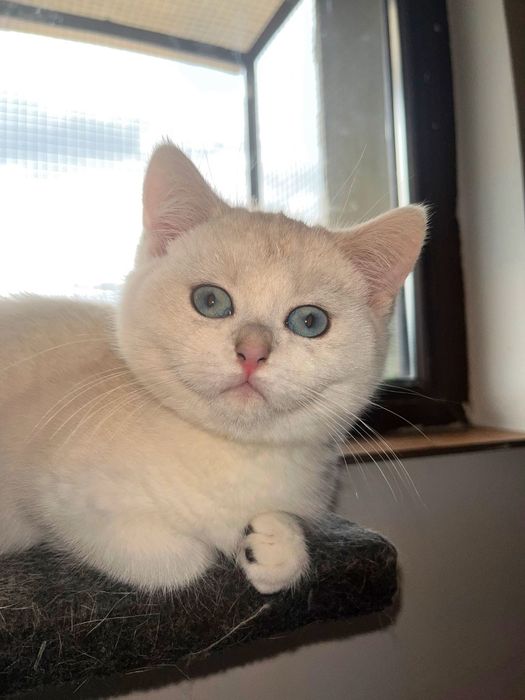 Pui British cu Pedigree – Felisa Cleopatra's Mistery