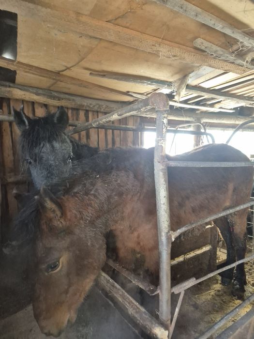 Продам на выбор 2 лошади