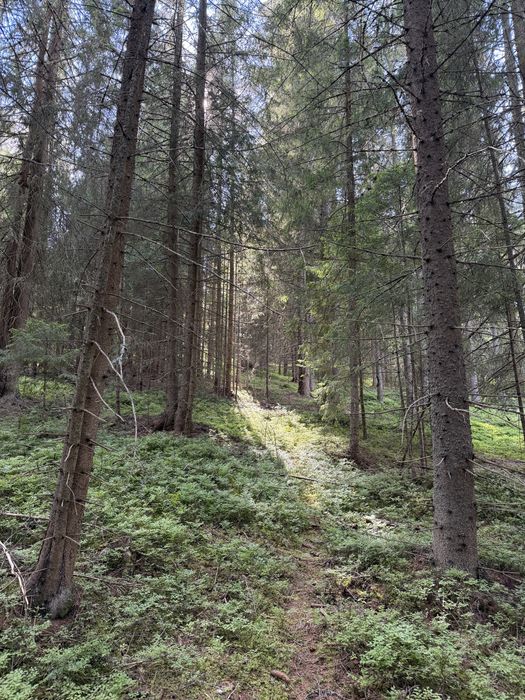Vânzare teren 7,63 ha Dorna-Arini | Compact | Pădure și Pășune
