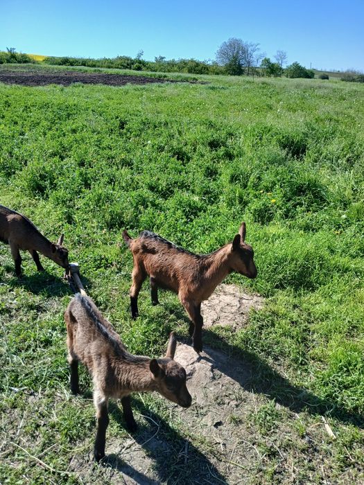 De vanzare Iezi Alpini: 2 fete și 2 baieti.Mai multe detalii la tel.