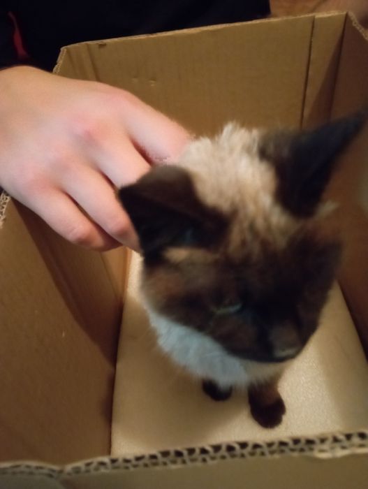 Отдам котёнка сиамский.