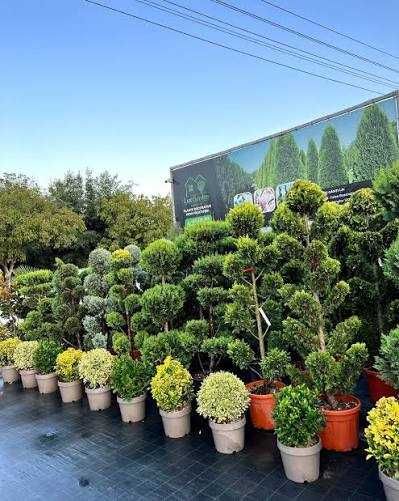 Plante pentru orice grădină! Asigurăm amenajare, montaj și transport