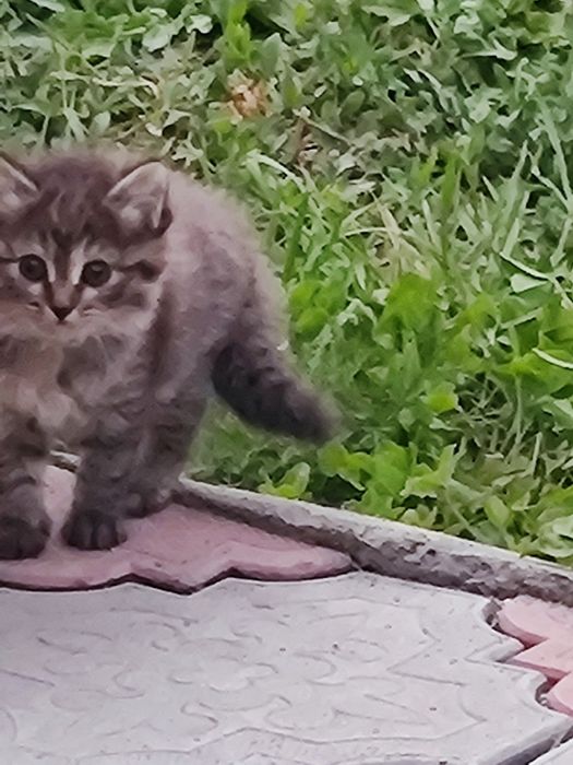 Отдам Котят в добрые руки