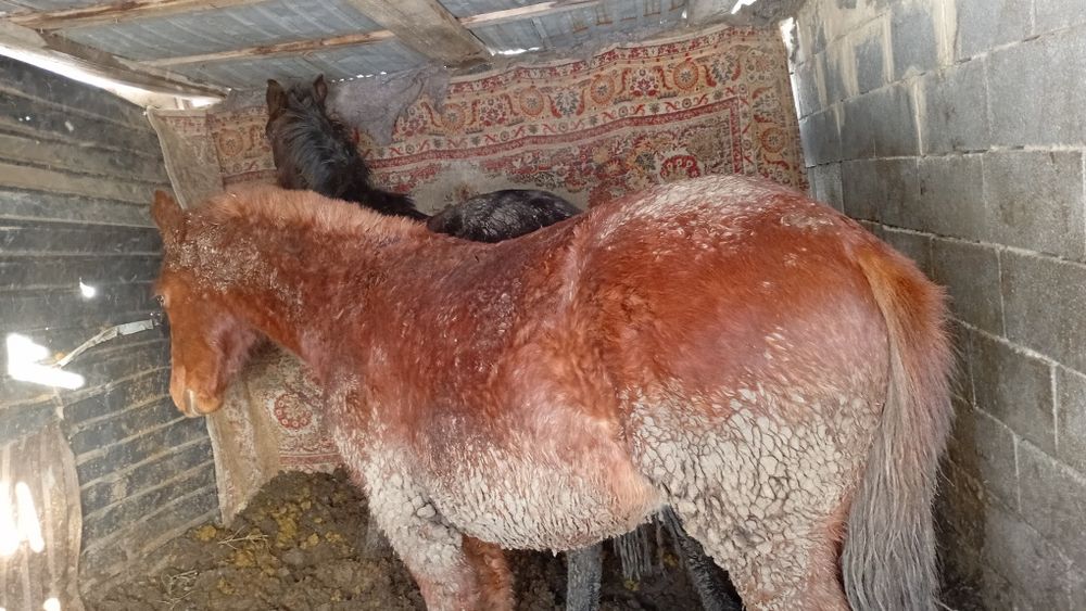 Полтарашка сатылады 1,5жас