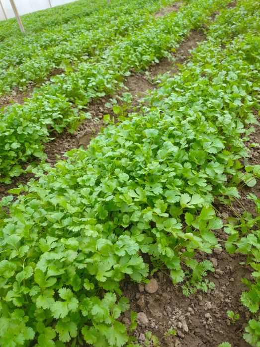 Kashnich ko‘katlari