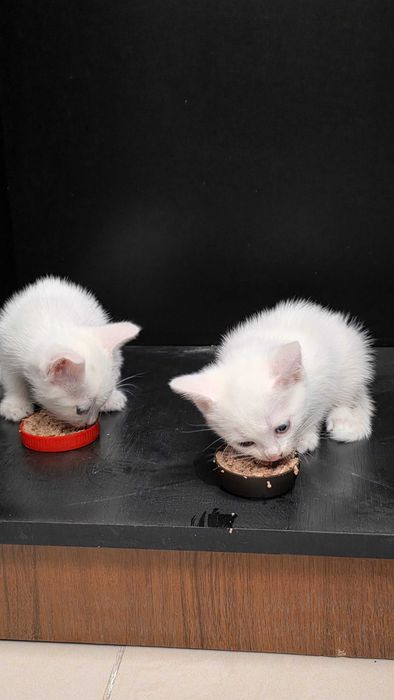 Котенок, кошка, девочка 6 недель