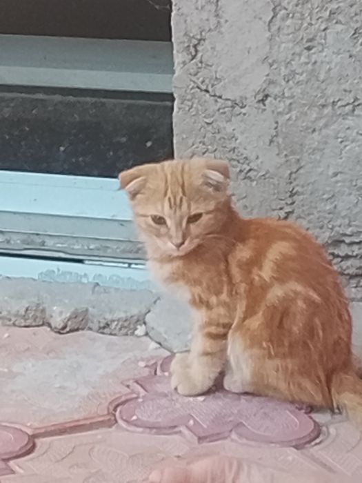 Chiroyli mushuk sariq rangli