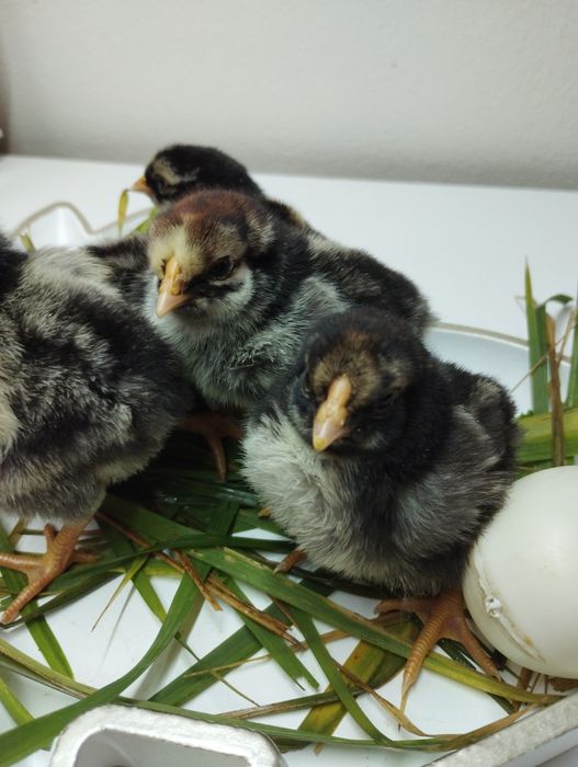 Pui și oua incubat Wiandotte GSG și Argintiu