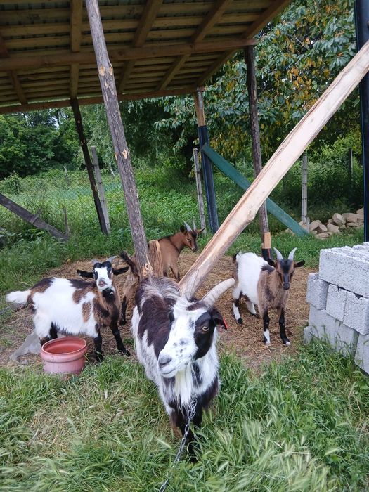 Vând capre și iezi