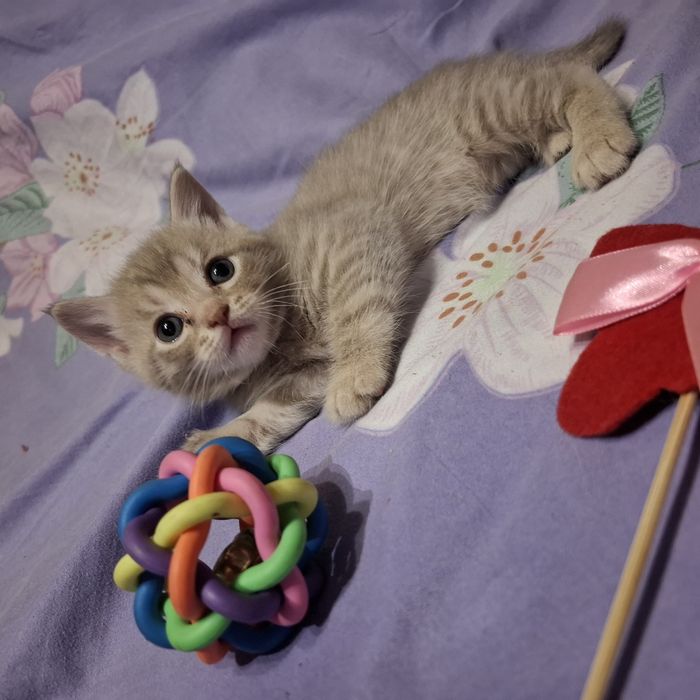 Котята в наличии