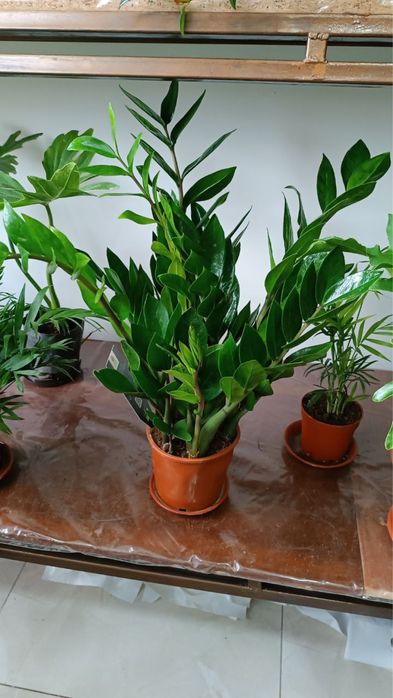 Комнатная растения замиокулкс