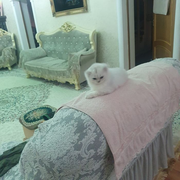 Котёнок британец шиншила 4 месяца