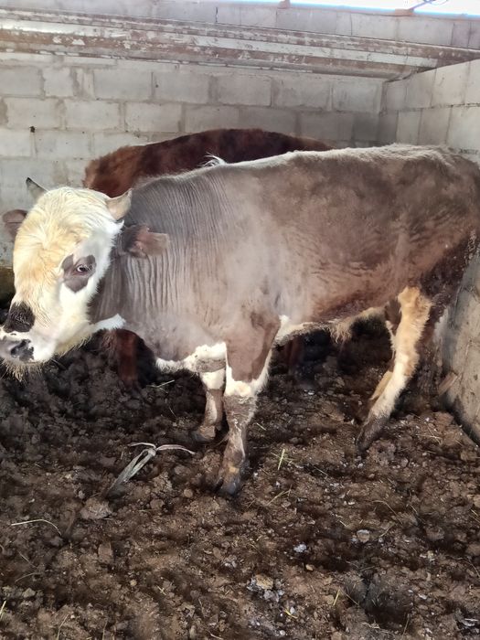 Быки два к корму приучены