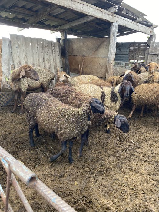 Койлар,токтылар сатылады