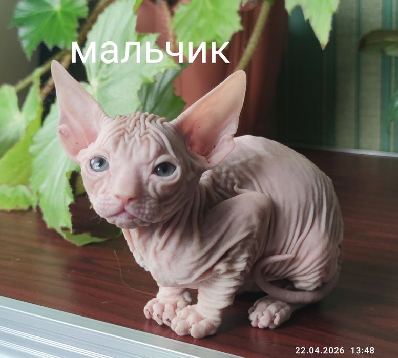Котенок донской сфинкс
