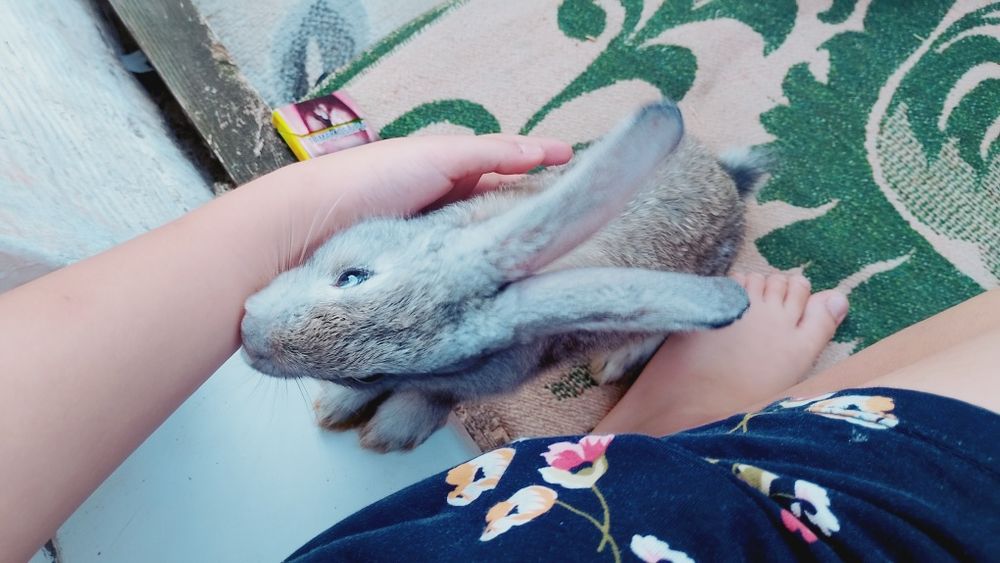 Продаю кролика с клеткой