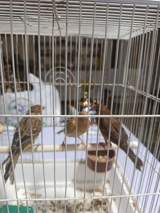 Kanareykalar sotiladi