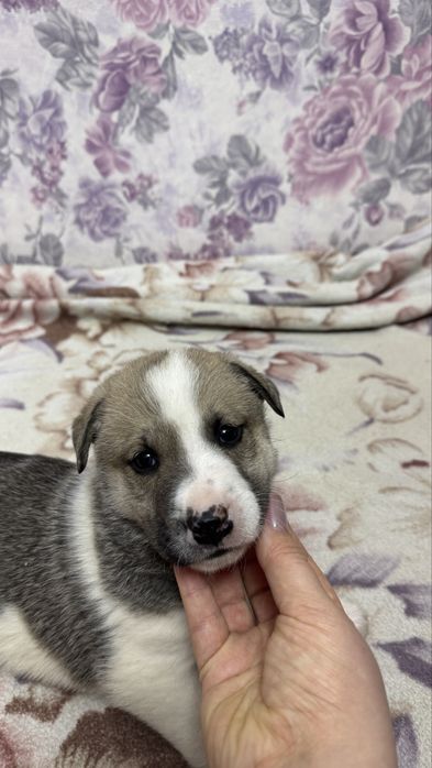 Пристраивается малышка - Зефирка , девочка.