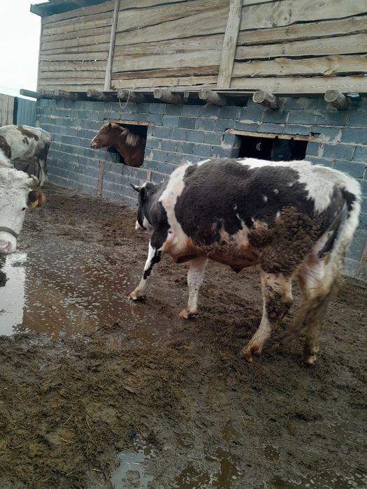 Бұқа, бычок.                                      .