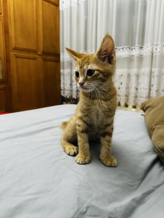 Котенок,котята ,котята