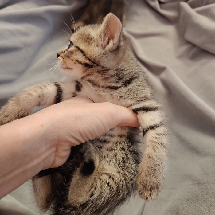 Чаузи котята дикий окрас