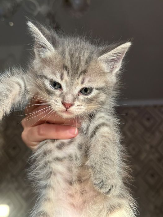 котятки ищут семью