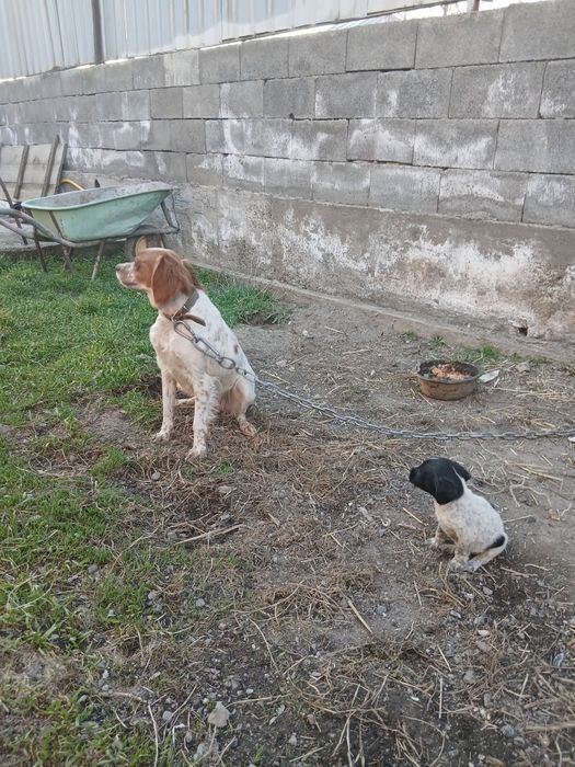 Продам эпаньоля..