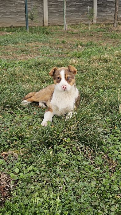 Ofer spre adoptie 2 catei fetite