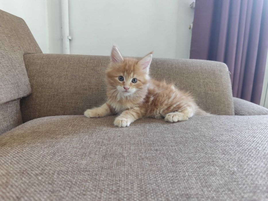 котятя породы Мейн кун
