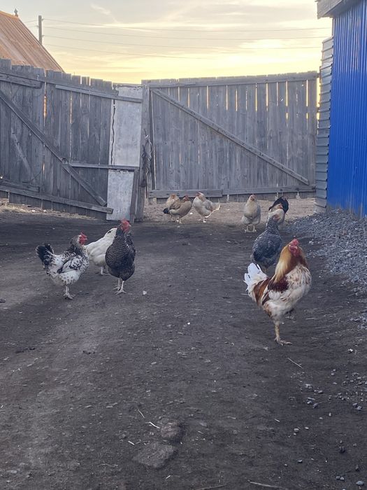 Продаются Куры несушки