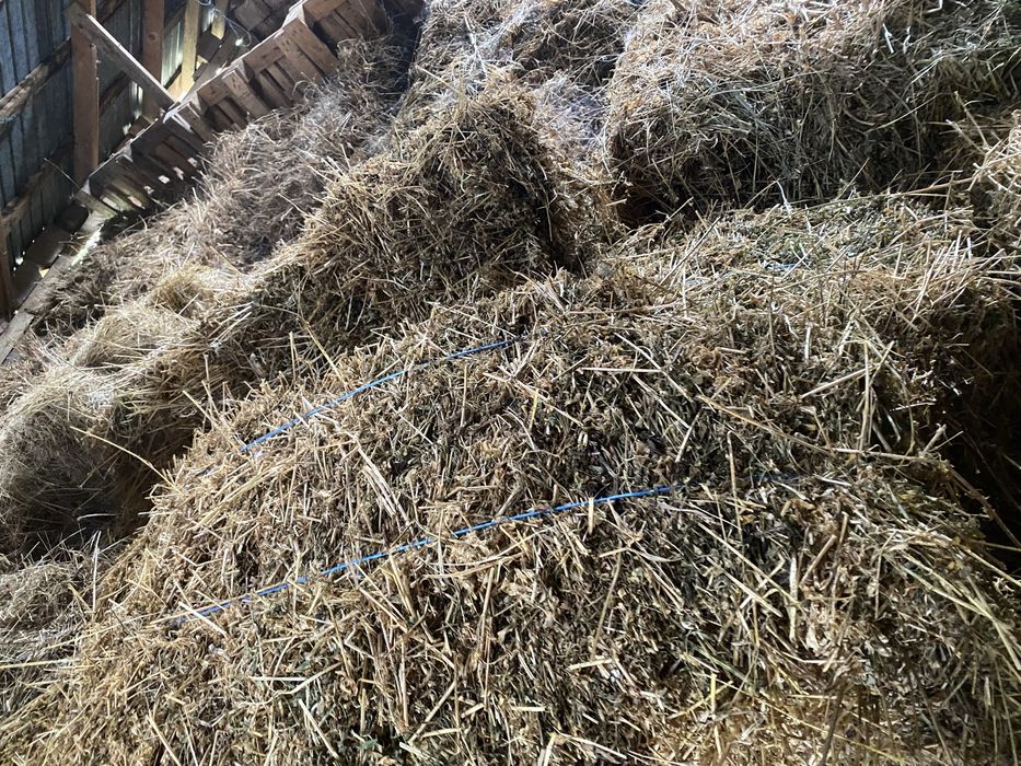 Vand baloți lucernă.