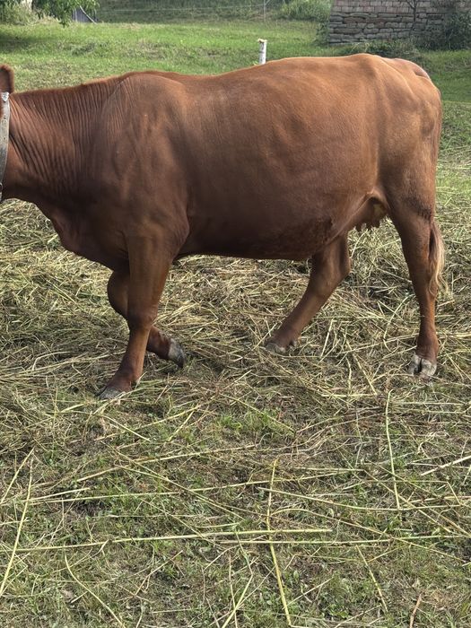 De vanzare vaca1
