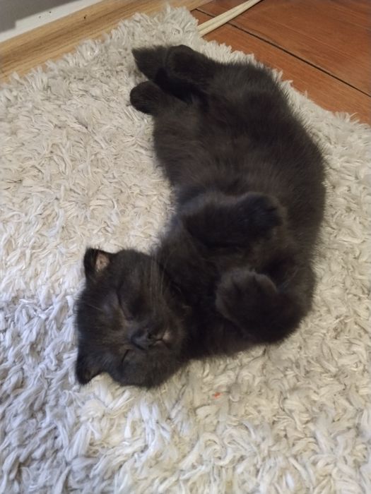 Motanel Scottish fold short hair chocolat