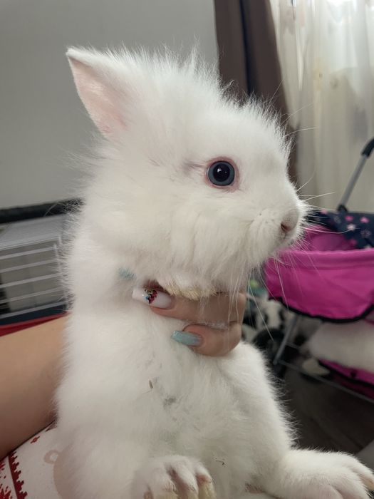 Iepure pitic cap de leu